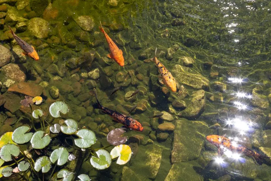 Koi kapři v průzračné vodě nad kamenitým dnem